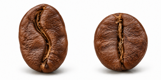 Arábica y Robusta: diferencias, sabor y cómo elegir