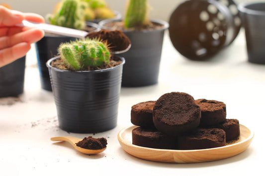 5 consejos sobre cómo aprovechar el café de las cápsulas usadas y los posos de café para tu jardín o huerta